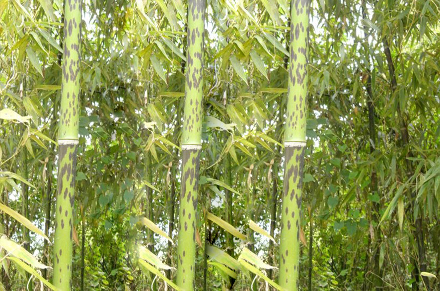 葫芦丝材料：斑竹