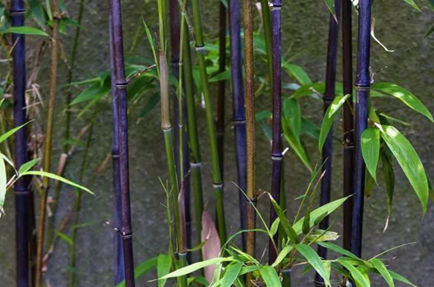 葫芦丝材料竹子